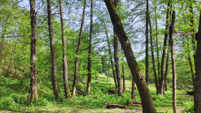 Park-garden on the banks of the Khanitskali River