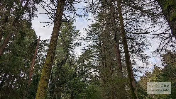 Парк Анасеули в Озургети