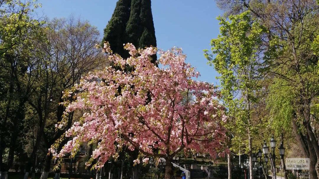 Цветущая сакура в весеннем Парке Георгия Леонидзе
