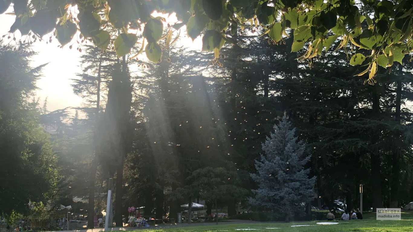 Солнечный лучи пробиваются сквозь деревья Парке Надиквари в Телави