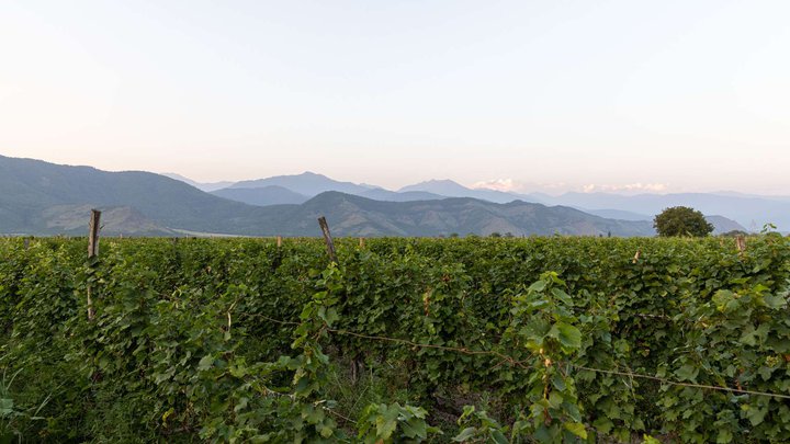 Twins Wine House in Napareuli