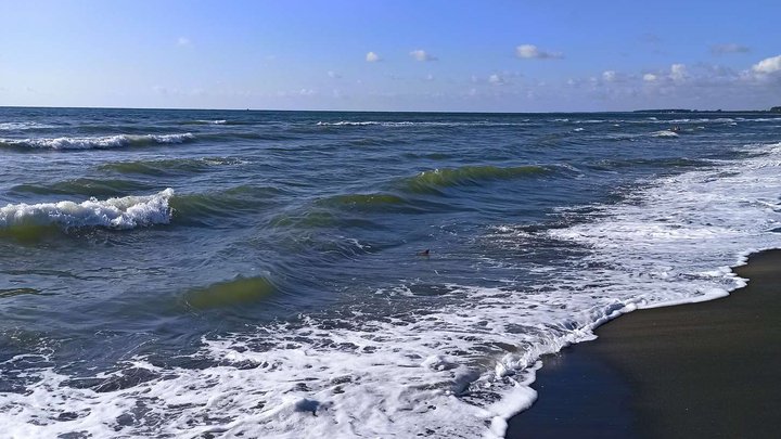 Sandy beach along a pine grove