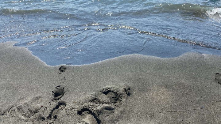 Sandy beach along a pine grove