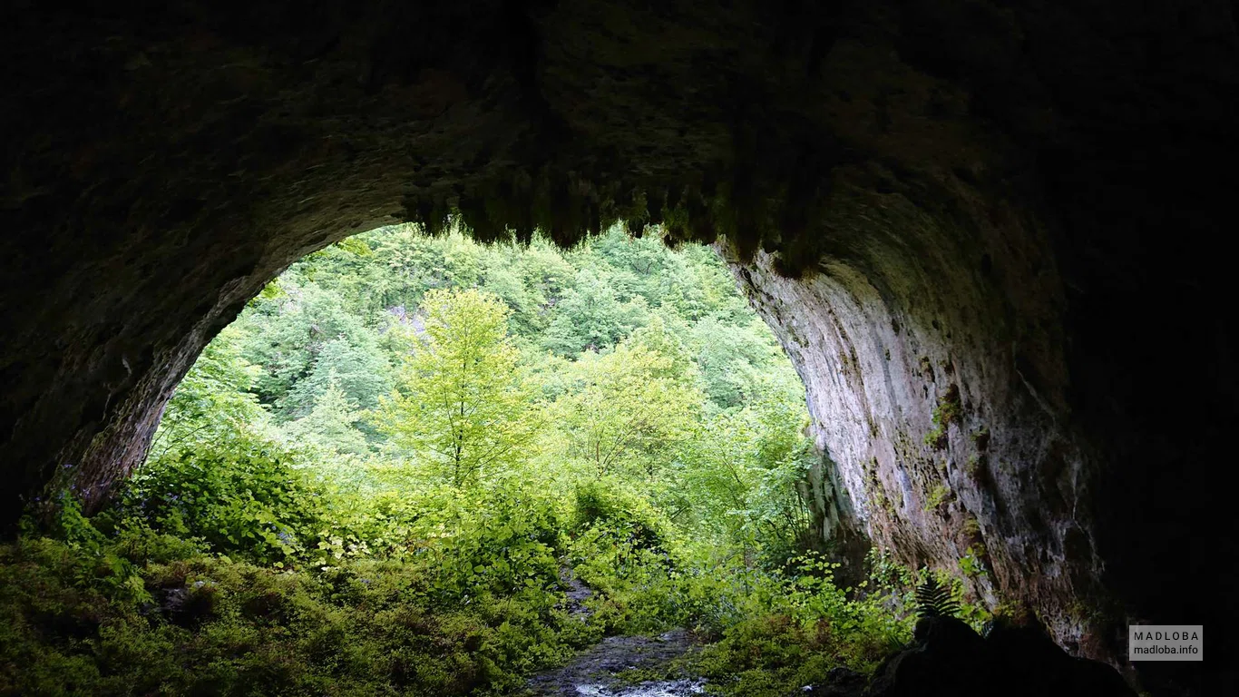 Вид на кроны деревьев из пещеры Дзудзуана