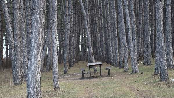 Pine forest