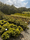 Plant Nursery (230 Airport Highway)