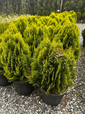 Plant Nursery (230 Airport Highway)