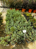 Plant Nursery (230 Airport Highway)