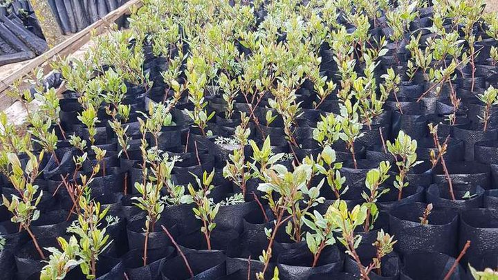 Plant nursery in Kakheti