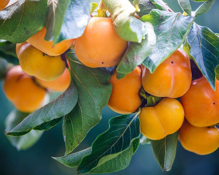 Плоды спелой хурмы висят на ветке хурмы.jpg