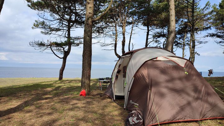 Camping area in a pine grove