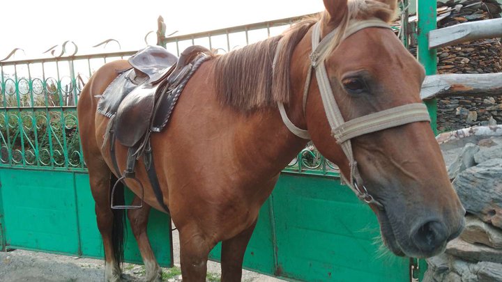 Официальный прокат лошадей в Ушгули