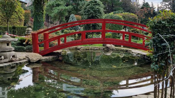 Fish pond in the Japanese garden