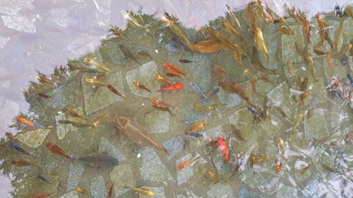 თევზის აუზი იაპონურ ბაღში