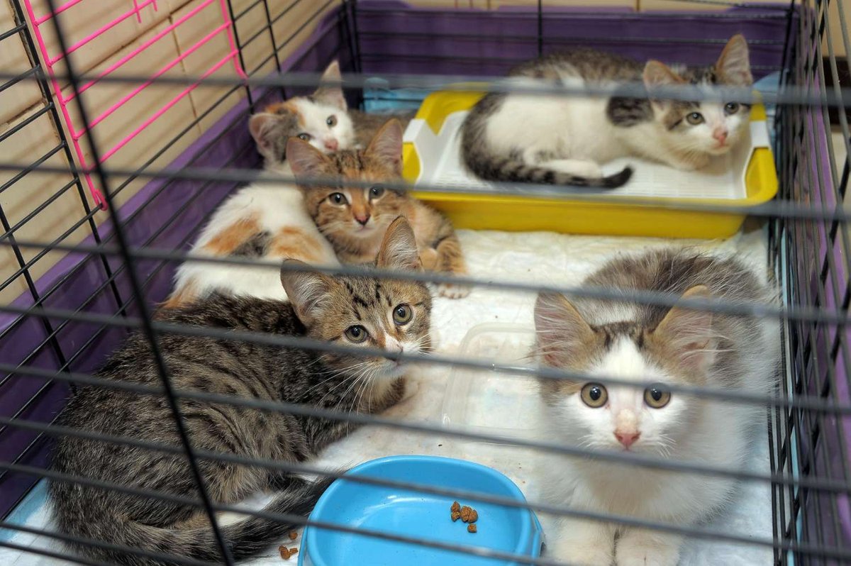Five kittens of various colors sit and lie together in a wire cage with a litter tray and a blue food bowl.