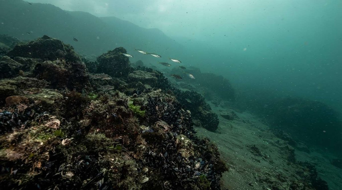 A shadowy underwater rock formation covered in mussels with a small school of fish swimming past, hazy visibility typical of the Black Sea.