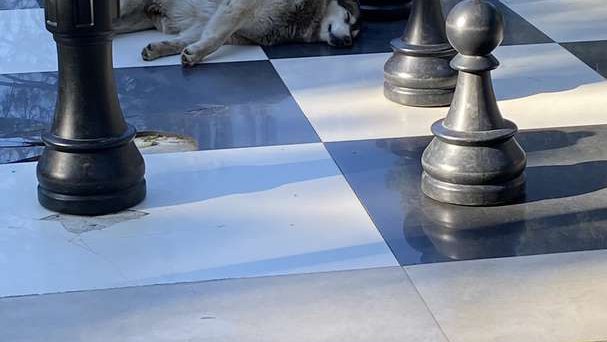 Ростовые шахматы