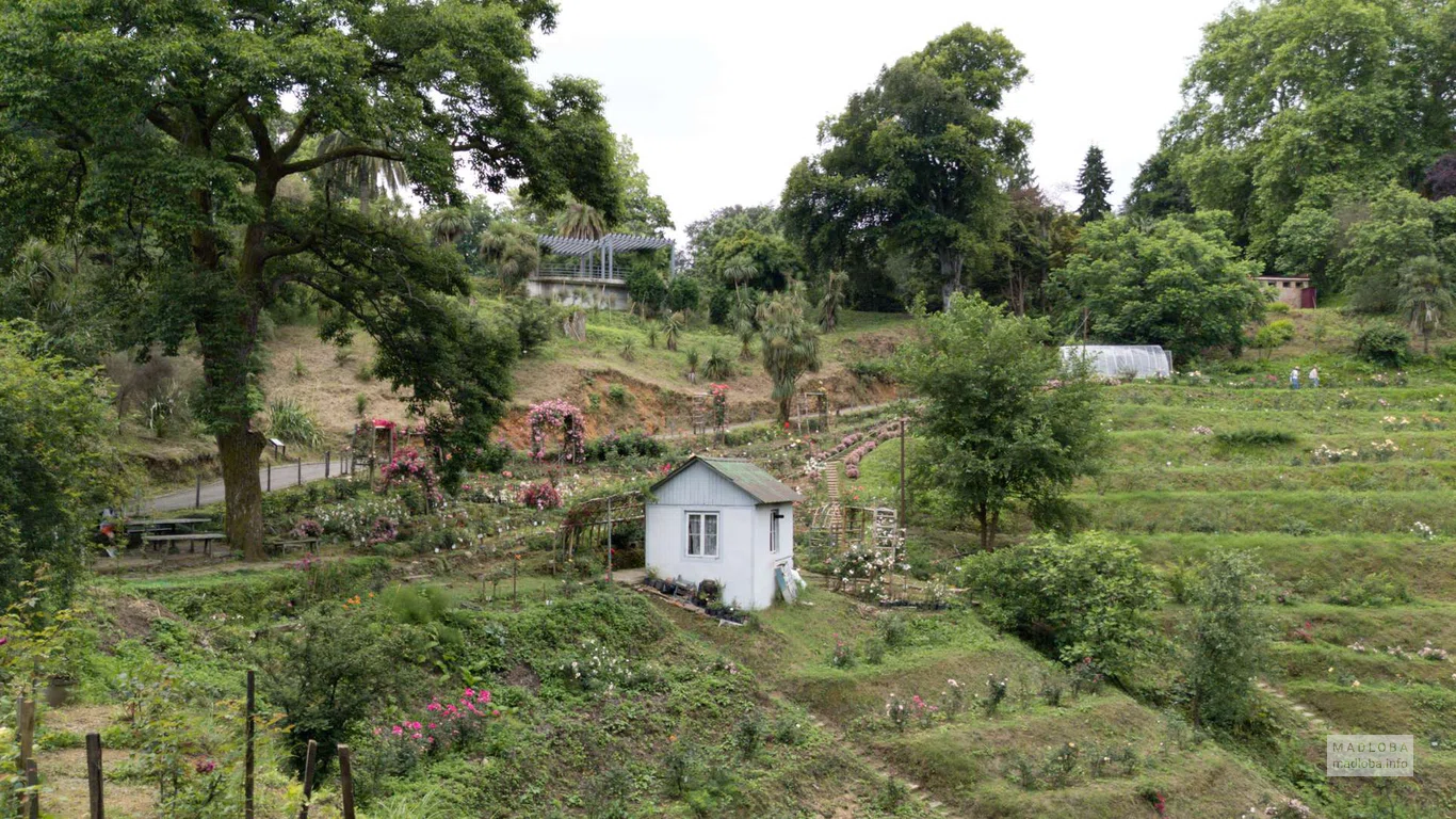 Rose Garden (Botanical Garden)