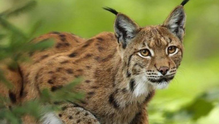 Lynx on the hunt