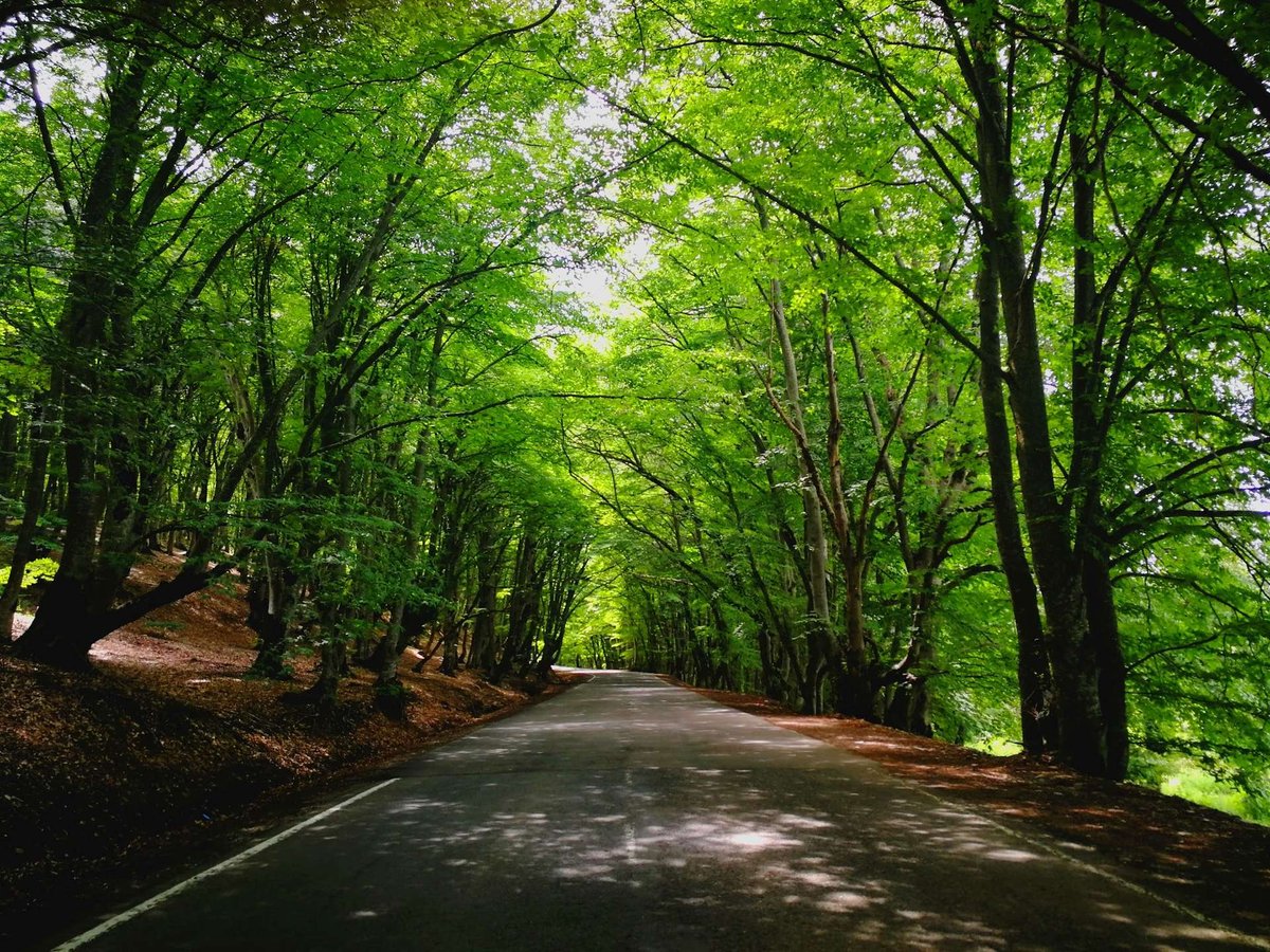 Sabaduri Forest