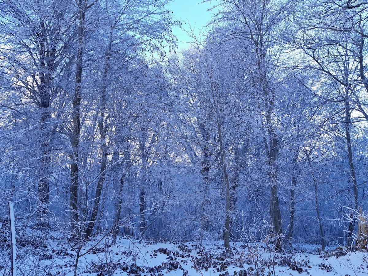 Sabaduri Forest