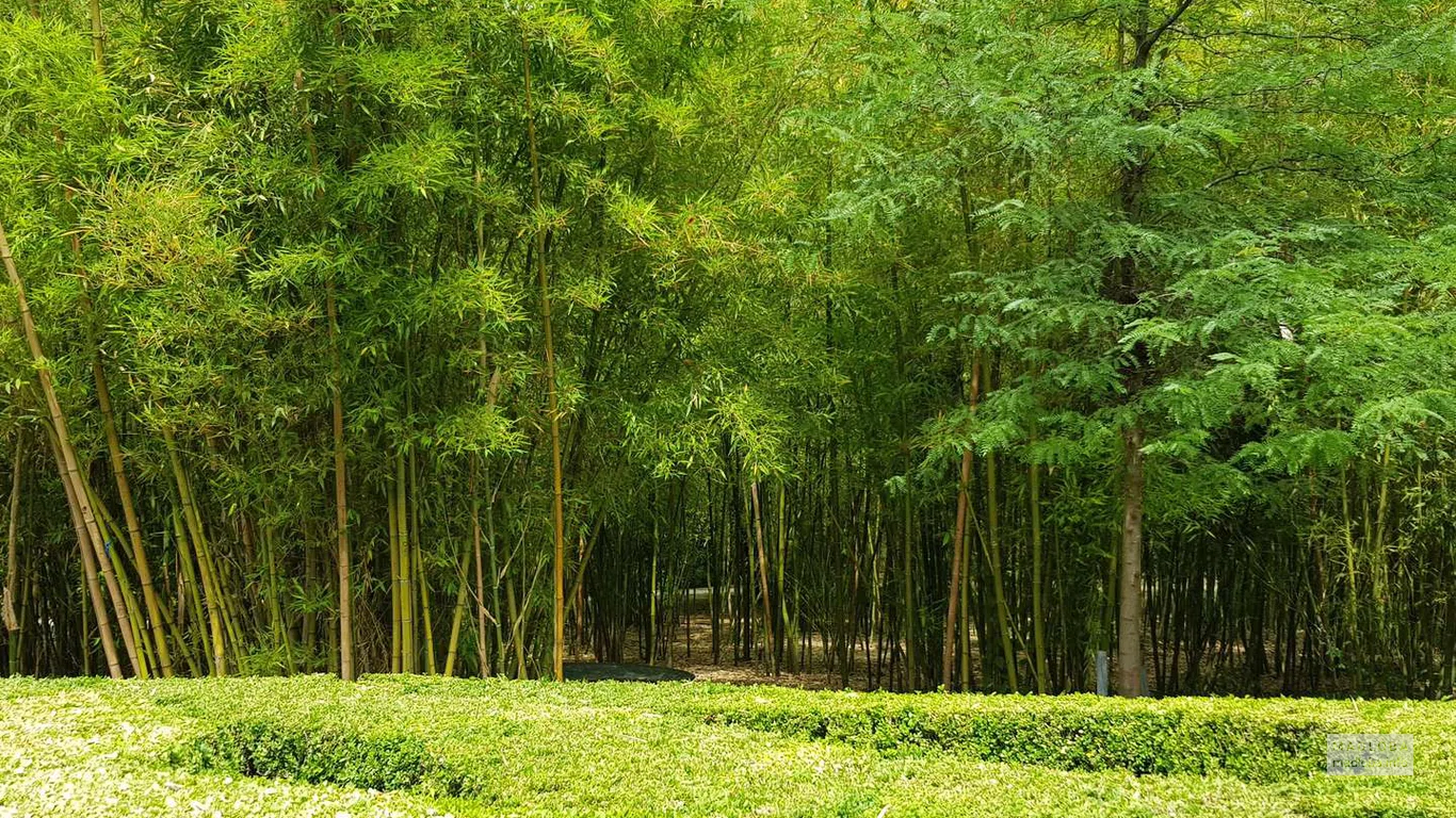 Бамбуковый лес в саду Цинандали