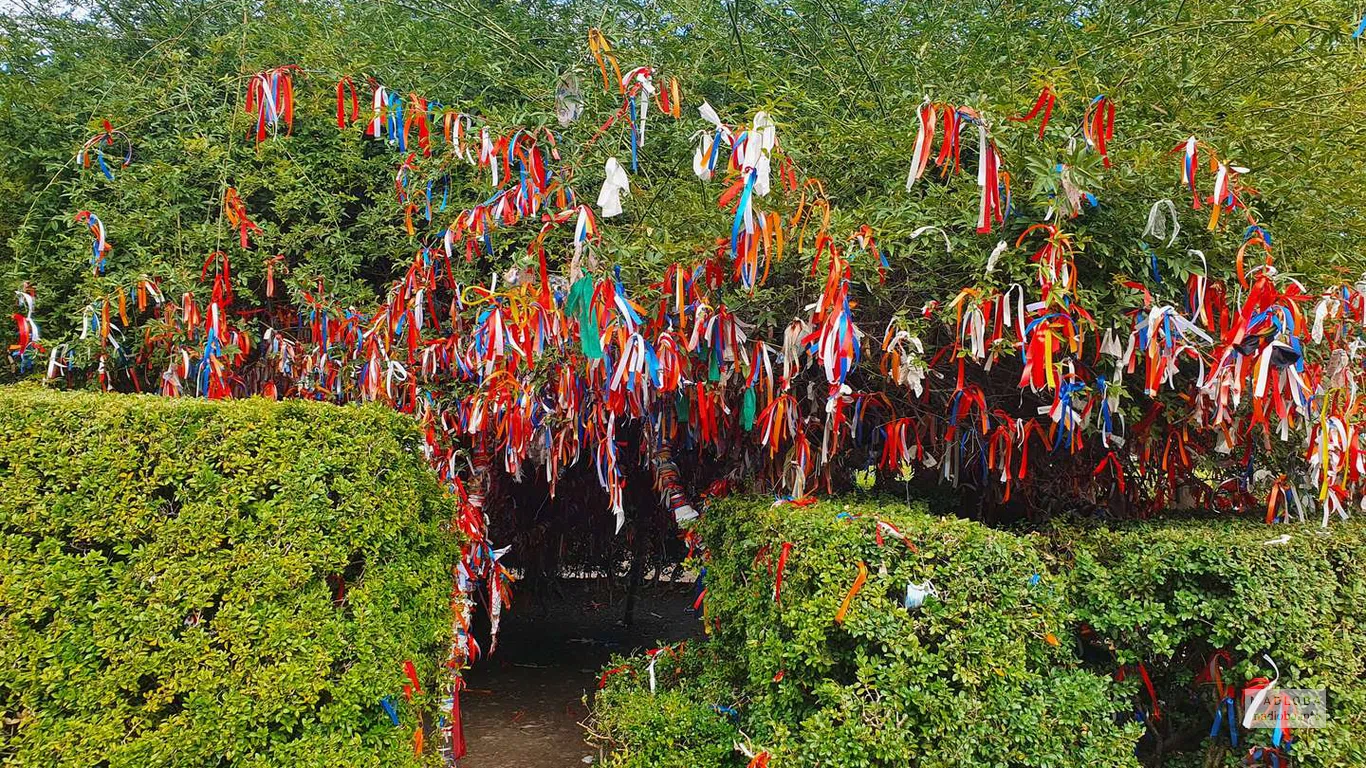 Цветные ленточки на кустах в саду Цинандали