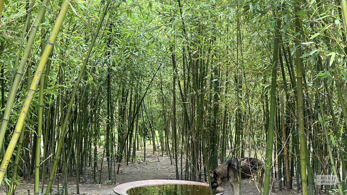Бамбуковый лес в саду Цинандали