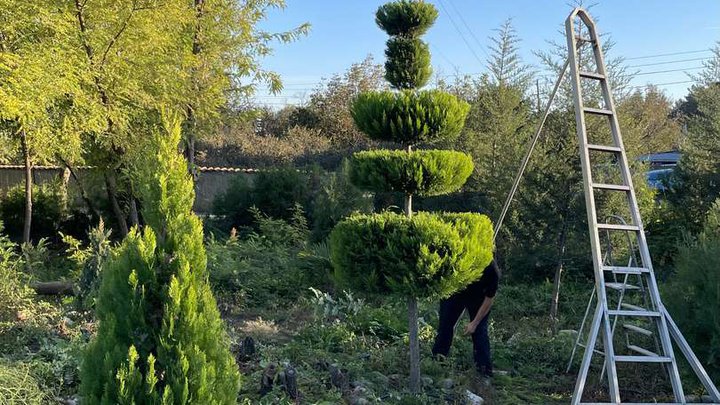 Garden and vineyard