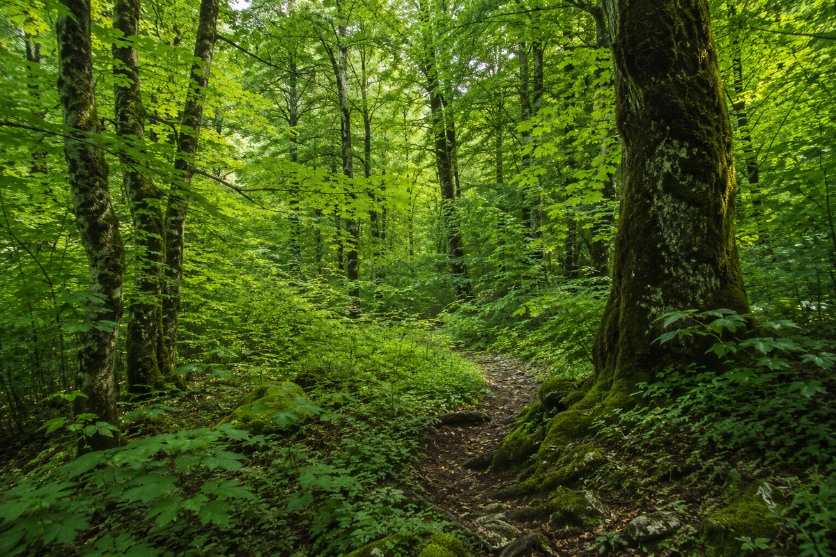 Sagori Forest