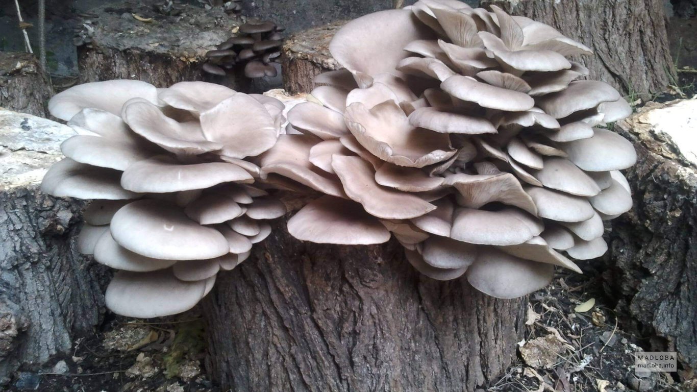 Выращивание грибов в Самепо