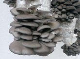 Samepo Georgia