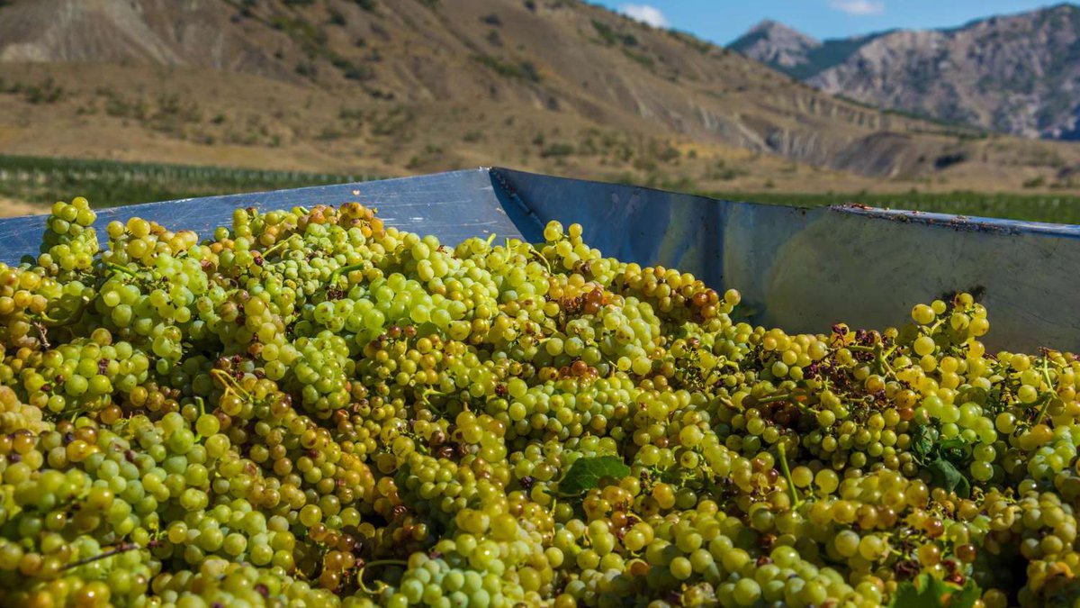 Климат и условия выращивания фруктов в Грузии