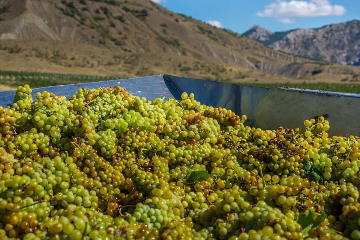 Sbor_urozhaya_vinograda