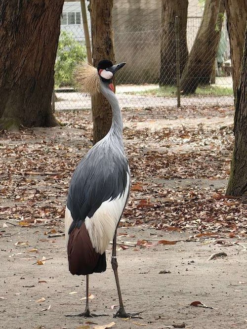 An elegant crowned crane standing among trees in the park.