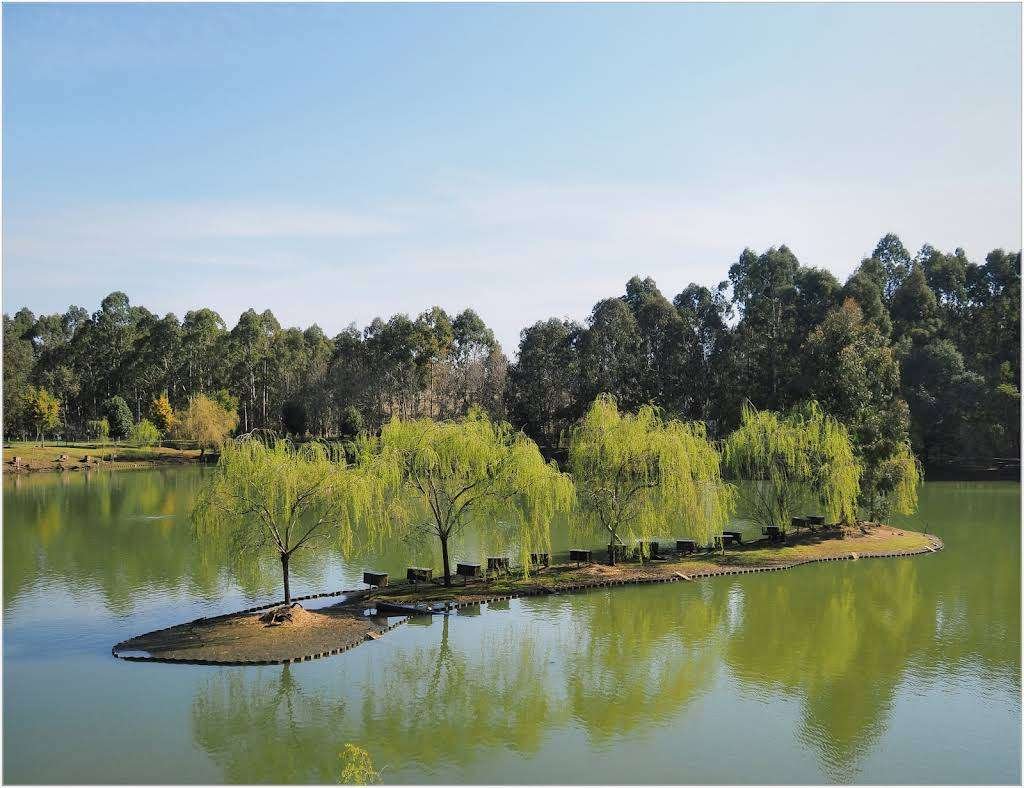 A scenic lake island with willow trees and benches in the park.