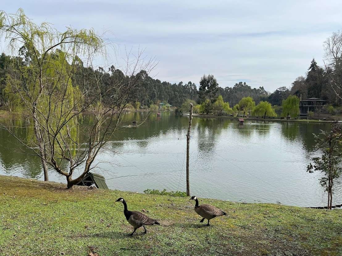 A peaceful lake view with geese walking along the shore in Shekvetili Dendrological Park.