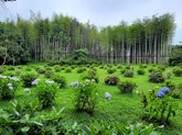 Ivanishvili Dendrological Park in Shekvetili