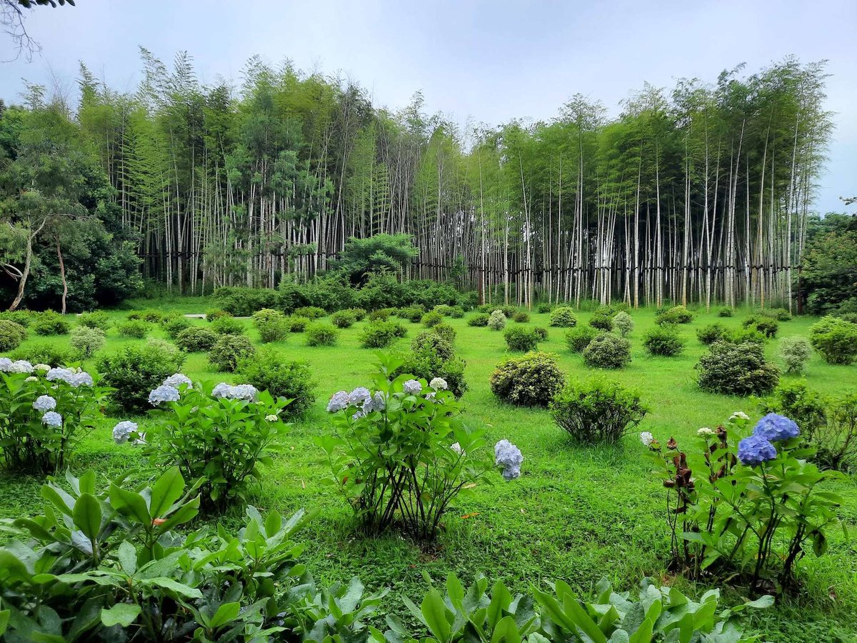 A bamboo garden with hydrangeas and green lawns in Shekvetili Dendrological Park.