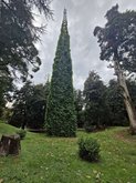 Ivanishvili Dendrological Park in Shekvetili