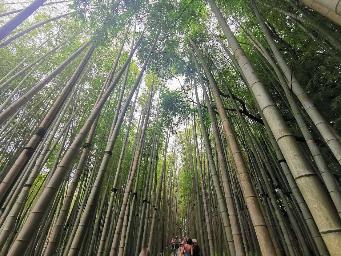 Tall bamboo trees creating a shaded walking path in the park.