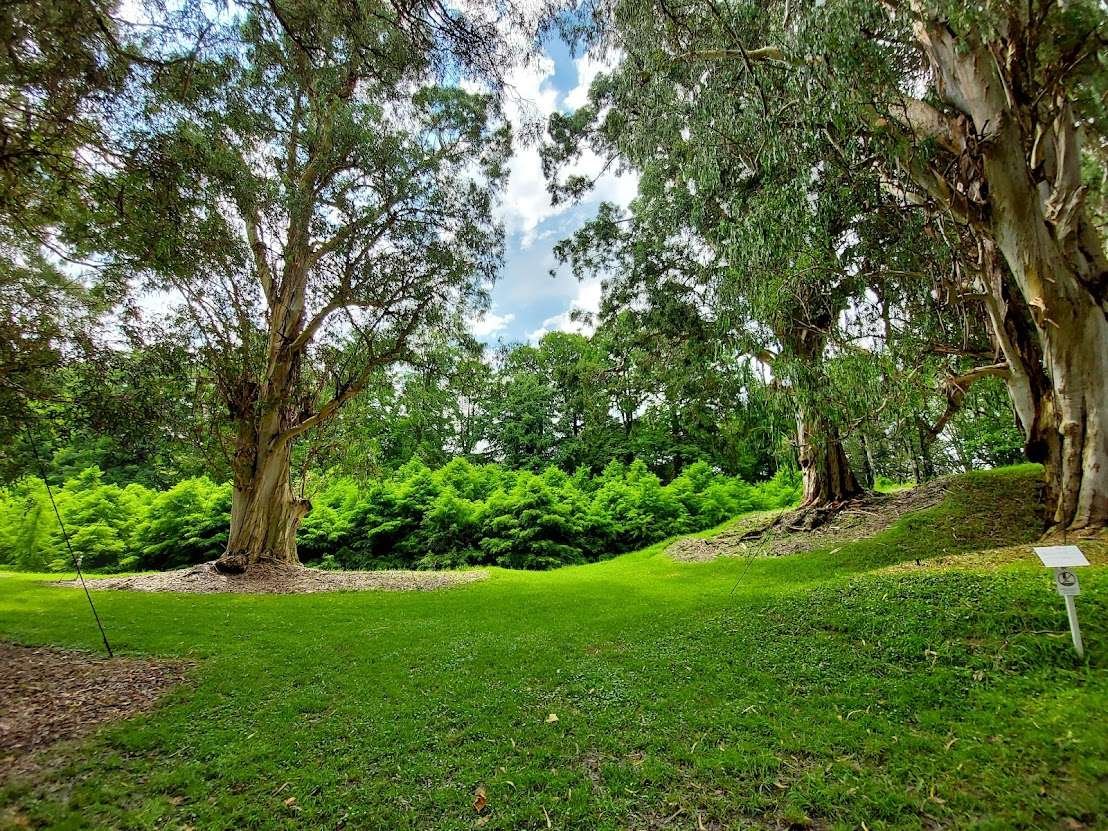 A quiet green area with large trees and bamboo in the background.