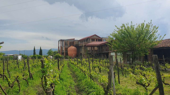 Twins Wine House in Napareuli