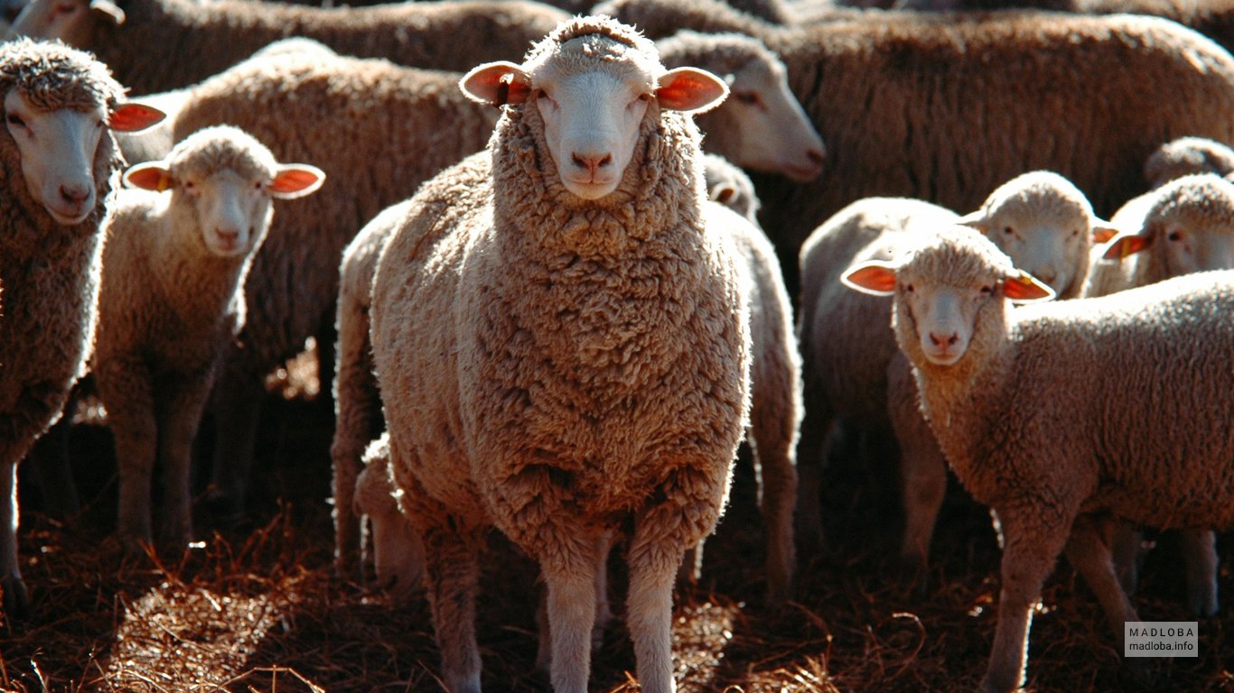 Отара овец в Грузии