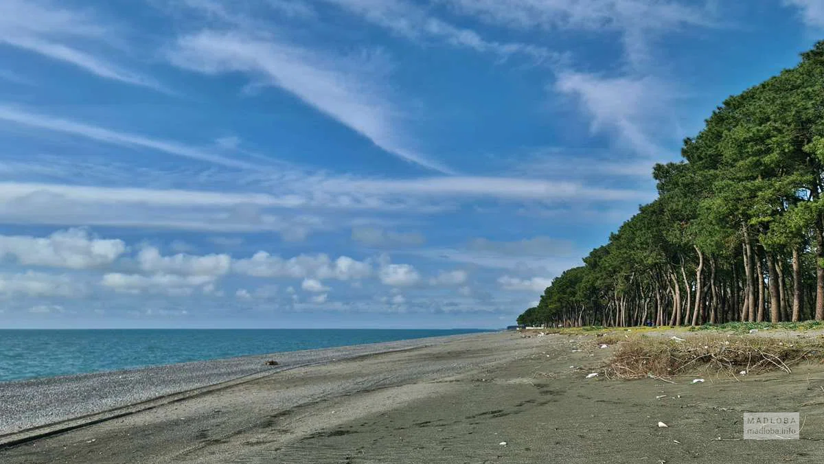 Pine forest along the beach