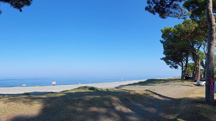 Pine forest along the beach