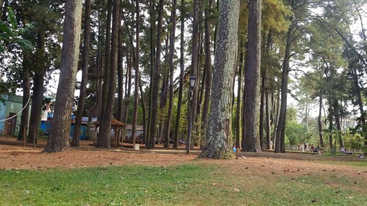 Pine forest along the beach