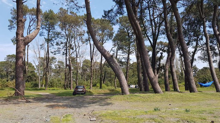 Pine forest along the beach