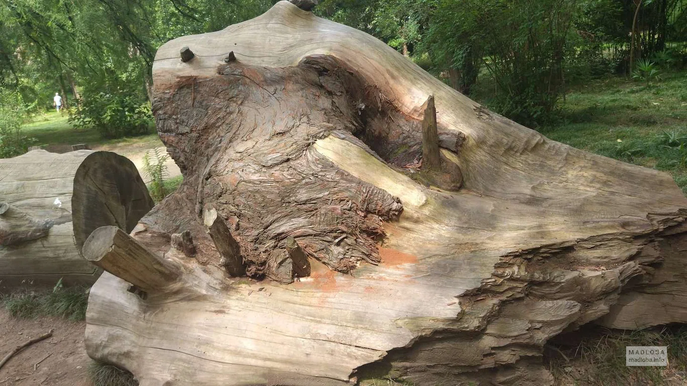 Поваленное дерево отшлифованное ветром в Ботаническом саду в Сухуми