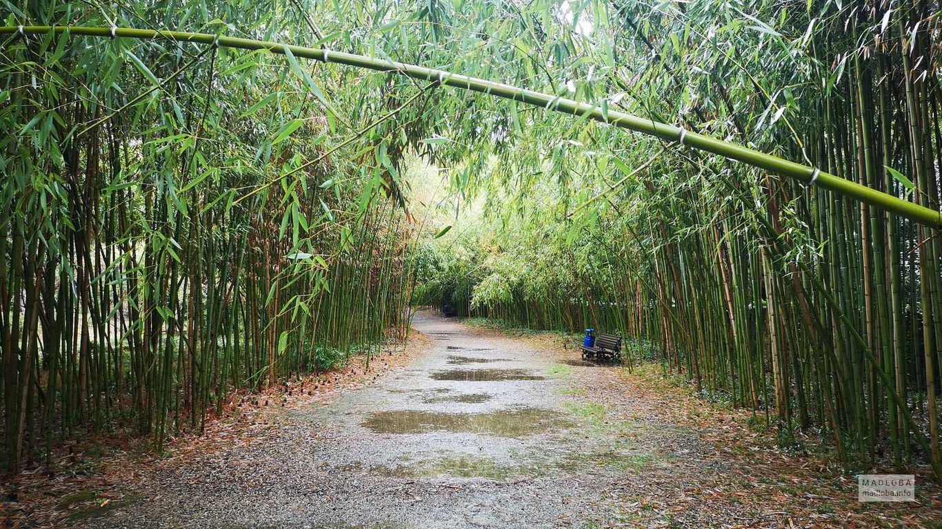 Бамбуковый лес после дождя в Ботаническом саду в Сухуми